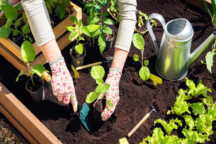 Reliable Flower Bed Planting Flower Bed Planting