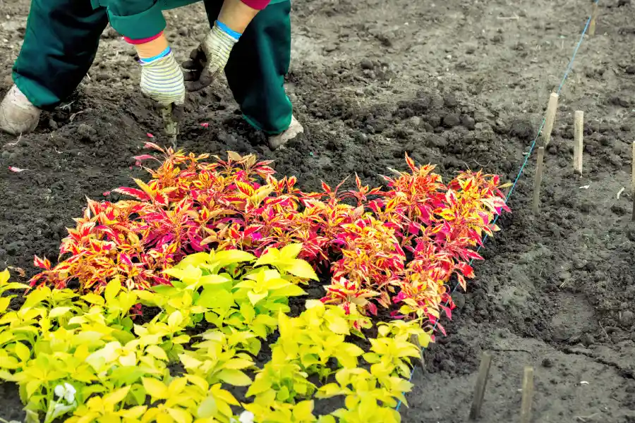 Choosing Plants That Thrive After Flower Bed Installation Gonzales, LA Choosing Plants That Thrive After Flower Bed Installation Gonzales, LA