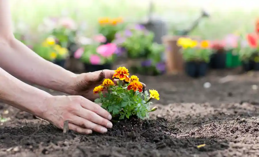 How Proper Flower Bed Installation Enhances Soil Health in Gonzales, LA How Proper Flower Bed Installation Enhances Soil Health in Gonzales, LA