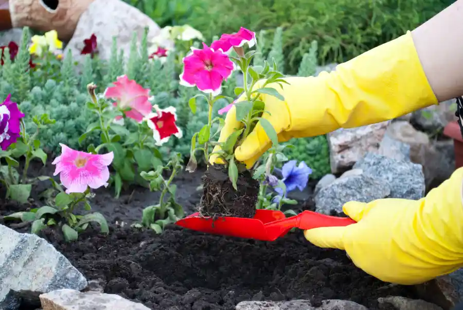 Professional Tips for Long Lasting Flower Bed Planting in Gonzales, LA Professional Tips for Long Lasting Flower Bed Planting in Gonzales, LA